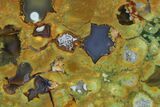 4" Polished Rhyolite (Rainforest Jasper) Section - Australia - #130409-2